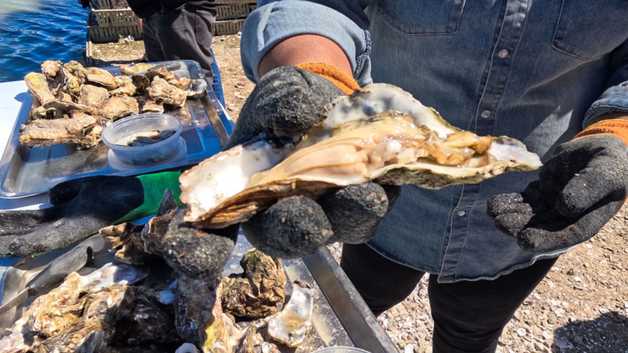 Tio Ohiwa Oyster Farm